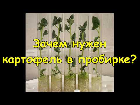 Видео: Зачем нужен картофель в пробирке?