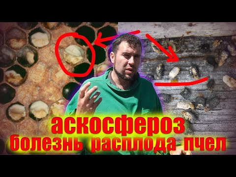 Видео: Аскосфероз (известковый расплод) у пчел на пасеке. Болезни пчелиного расплода