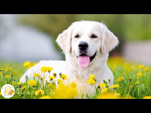 Видео: (Ad X) Музыка для психической стабильности и релаксации щенка 🐶 💖 Обязательно включайте любимую...