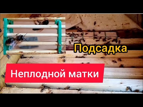 Видео: Подсадка неплодной матки в пчелосемью
