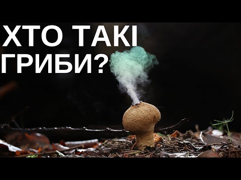 Видео: Хто такі гриби та де їх шукати? Перша лекція грибного циклу.