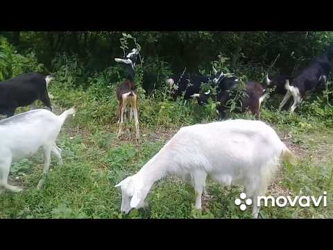 Видео: КАК ПАСТИ КОЗ?