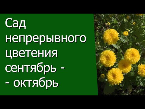 Видео: Сад непрерывного цветения сентябрь-октябрь