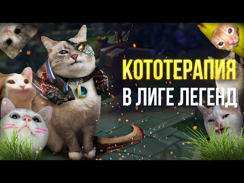 Видео: ЛУЧШЕЕ СО СТРИМА БАБУИНОВ | Котики, очень много котиков