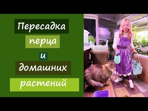 Видео: Пересадка перца и домашних растений