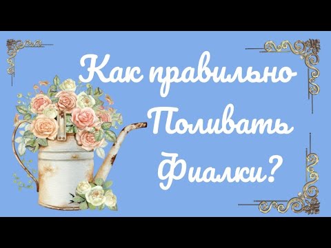 Видео: Верхний полив фиалок! Когда и  сколько? Чем удобнее поливать?