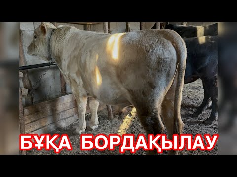 Видео: ЕҢ ПАЙДАЛЫ КӘСІП. БҰҚА БОРДАҚЫЛАУ. АСЫЛ ТҰҚЫМДЫ БҰҚАЛАРДЫ СЕМІРТУ