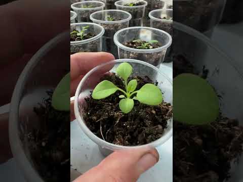 Видео: Геран ва петуния уруғидан чиқариш. 