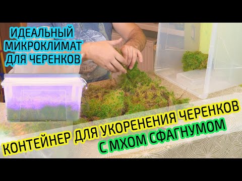 Видео: Парник с фито лампой для укоренения черенков с мхом сфагнумом. Микроклимат для черенков лимона.