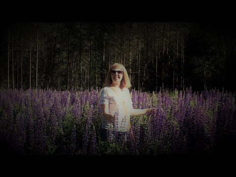 Видео: Озеро Лемболово. Как добраться.