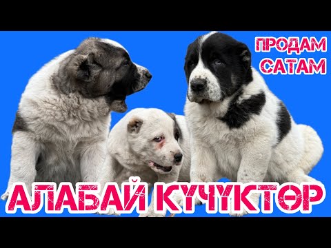 Видео: АНАКЕ!  Таза кандуу АЛАБАЙ күчүктөр САТЫЛАТ  |  Шириндер иий, ШИРИНДЕР