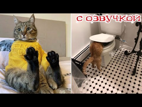 Видео: Приколы с котами! СМЕШНЫЕ КОТЫ! С озвучкой!! САМЫЕ смешные животные!!