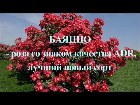 Видео: Баяццо - роза со знаком качества ADR. Лучший новый сорт. Питомник растений Е. Иващенко