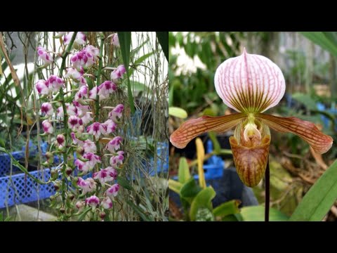 Видео: Моя большая теплица Орхидей (My big greenhouse of Orchids)