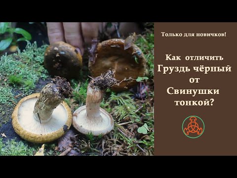 Видео: Только новичкам! Как отличать Груздь чёрный от Свинушки тонкой?