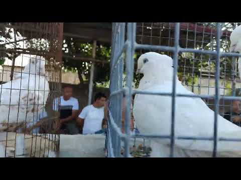 Видео: Асака кабутар бозори 08 08 2025