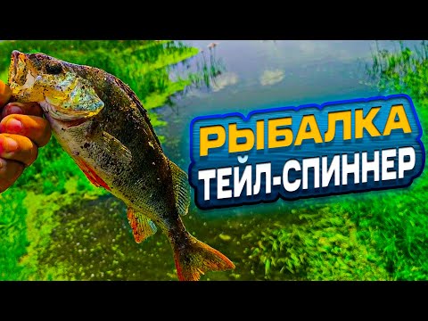 Видео: РЫБАЛКА НА ТЕЙЛ-СПИННЕР! КАКИЕ ПРОВОДКИ И КАК ЛОВЯТ? ОКУНЬ ИЛИ ВСЯ РЫБА? КЛЮЕТ НА СПИННИНГ? ЛОВИМ!