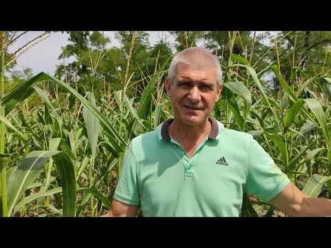 Видео: Кукуруза по покровным культурам у Александра Федоренко 21.07.20