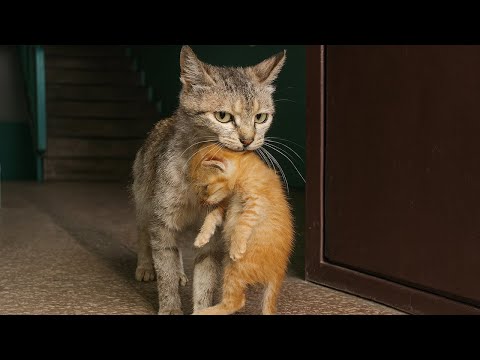 Видео: Кошка принесла котёнка к двери чужого дома... Когда хозяйка вышла — поняла, мать просит о помощи