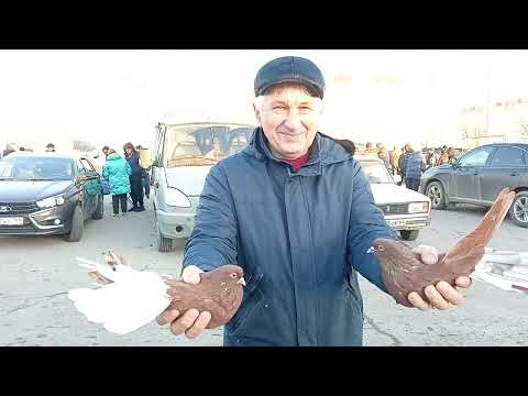 Видео: 11.11.23г.Часть 2. Энгельс. Ярмарка голубеводов  Саратовская обл., канал Олег Костяков.