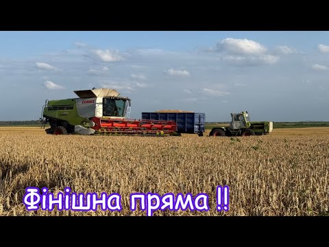 Видео: Фінішна пряма жнив‼️ Розумний азот Lifebiochem💪