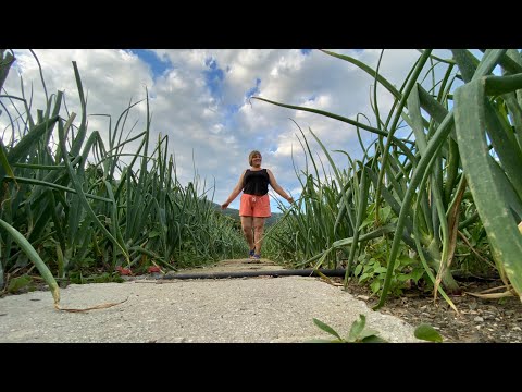 Видео: Когда же всё таки созревает Ялтинский лук?  Горное лавандовое поле. Сбор лаванды.