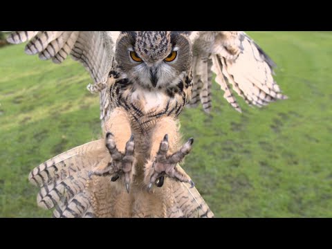 Видео: СОВЫ - ночные наглецы, нападающие на орлов!