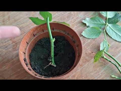 Видео: ЧЕРЕНКОВАНИЕ РОЗ ОСЕНЬЮ.