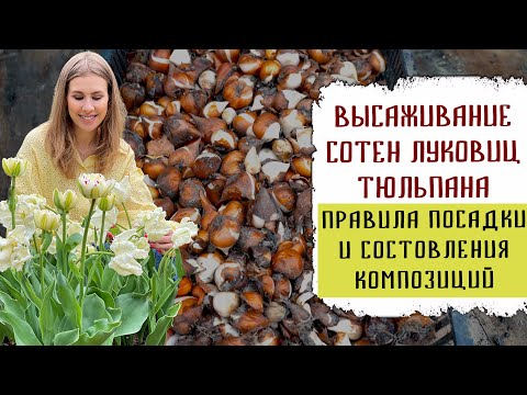 Видео: Высаживание сотен луковиц тюльпана | Правила посадки и составления композиций