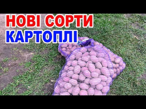 Видео: Спробую два нові сорти картоплі — подивимось, чи варті вони уваги!