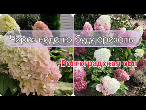 Видео: Обзор гортензий на конец сентября, Волгоградская область