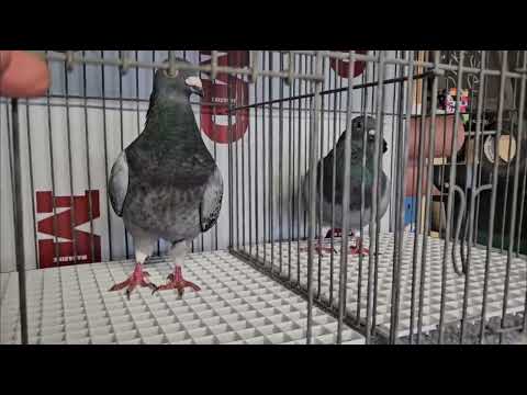 Видео: #birds #хорошеенастроение #голуби #pigeon  Чемпион проект.