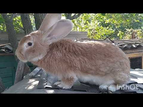 Видео: Кролики Фландр | Взвешивание кроликов