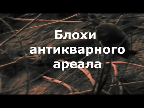 Видео: Фальшивый антиквариат. 1 серия.Блохи антикварного ареала.
