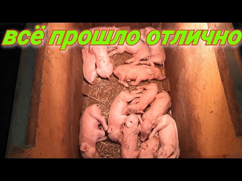 Видео: Эстрофан свиноматкам! Что и Как делаю с поросятами!