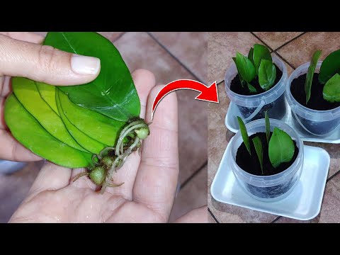 Видео: ЗАМИОКУЛЬКАС размножение листом 🌿 Как размножить долларовое дерево