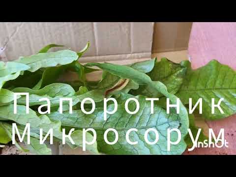 Видео: Я купила крокодила! Папоротник Микросорум. 05.06.2024.