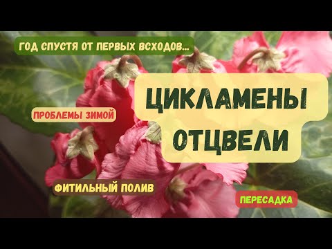 Видео: 🌷Цикламенам БОЛЬШЕ ГОДА 🌸 Уход за цикламенами после цветения 🌿 ПЕРЕСАДКА И ФИТИЛЬНЫЙ ПОЛИВ / Часть 9