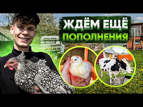 Видео: Наша корова Машка🐮Первые бройлеры вывелись ! Мускусные утки 🐣Порядок на участке. Пришла посылка 🥕