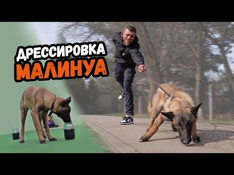 Видео: КАК ОТУЧИТЬ СОБАКУ ТЯНУТЬ ПОВОДОК.Дрессировка Бельгийской овчарки МАЛИНУА.