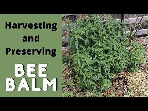 Видео: Как собирать и хранить пчелиную монарду
