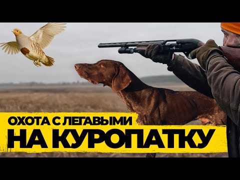 Видео: Охотимся на куропатку с легавыми