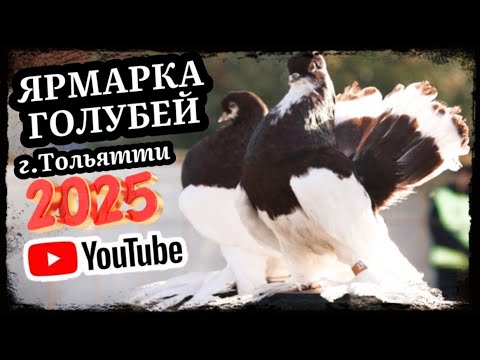 Видео: Ярмарка голубей г.Тольятти осень 🍂 2025 