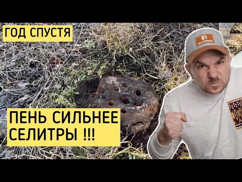Видео: Год ждал, пока селитра сожжет пень на участке. Пришло время узнать результаты эксперимента.