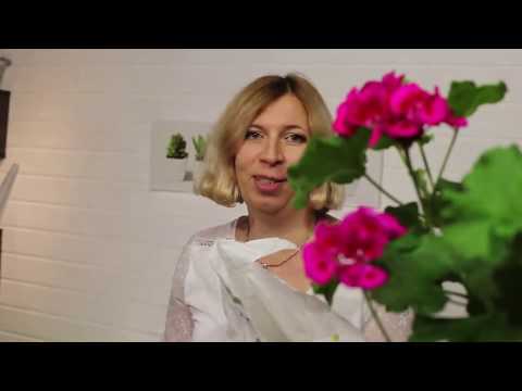 Видео: Совет по подготовке грунта для пеларгонии / СОВЕТ ЭКСПЕРТА от Марины Рыкалиной