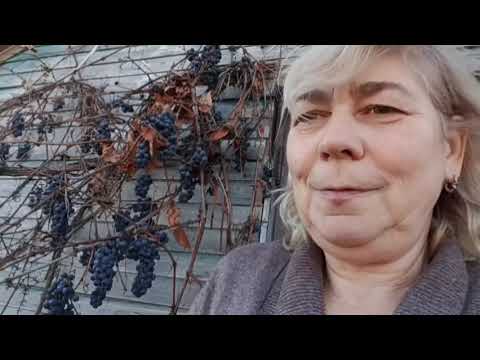 Видео: Лікую маленьку паву 🦚і рву виноград