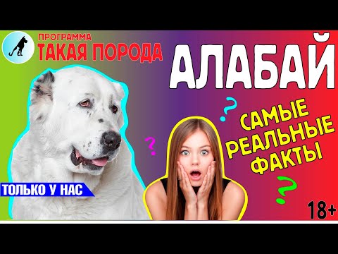 Видео: Такая Порода - Алабай