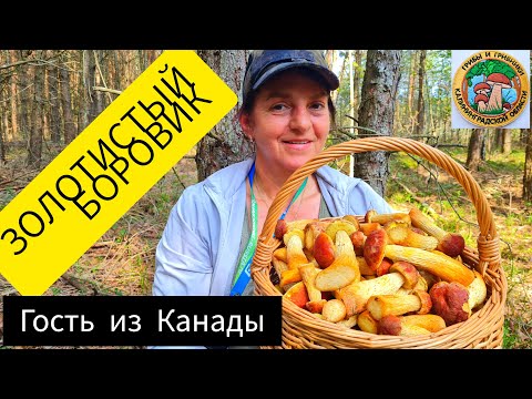 Видео: Наши приключения. Грибы; ЗОЛОТИСТЫЙ БОРОВИК ( канадский белый гриб ) в лесу летом