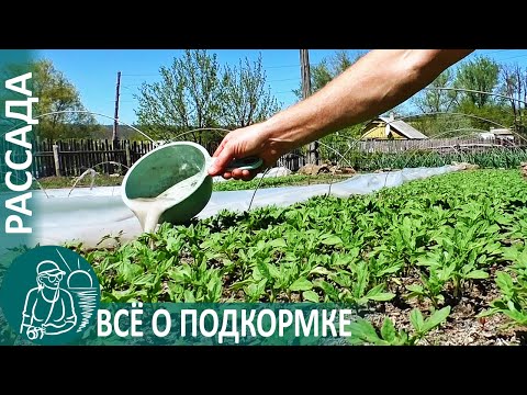 Видео: Выращивание рассады 🌿 Всё о подкормке по технологии Гордеевых