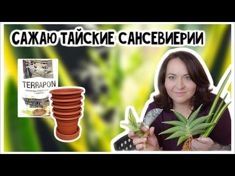 Видео: Посадка неадаптированных сансевиерий из Тайланда